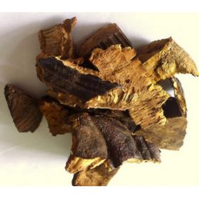 松针层孔菌精选野生赤芝