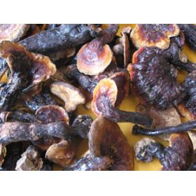 云南赤芝正宗野生赤灵芝