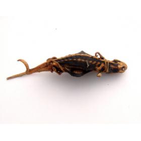 泡酒酒材野生海狗鱼干