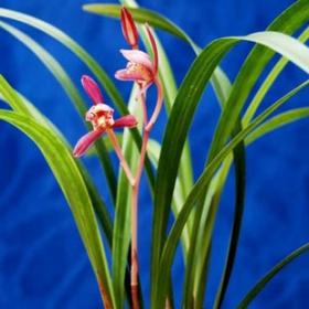 头花蓼 火溜草 小红草