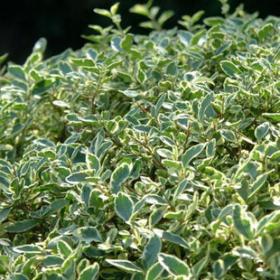 精选特优持悉茗满天星