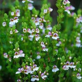 小米草全草西藏小米草