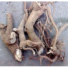 走马胎大叶大紫背金牛