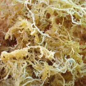 鹿角菜 珊瑚藻 鹿角藻