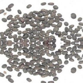 马料豆小黑豆马料豆黑豆