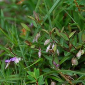 瓜子金全草 黄瓜仁草