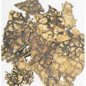 老龙七 石龙衣 网肺衣