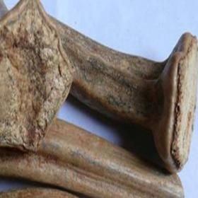 南瓜藤 番瓜藤 南瓜蒂