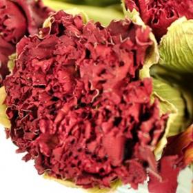 西藏康仙花茶精选康仙花