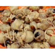 淡晒墨鱼嘴干海鲜墨鱼干