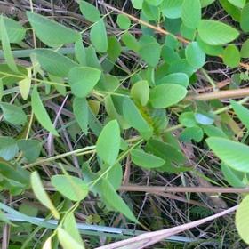 乌金藤野生铁包金干品