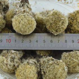 雪莲花西藏雪莲花干非天山雪莲