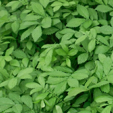 精选野生龙芽草正宗仙鹤草