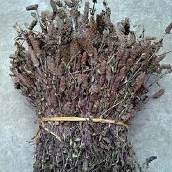 头花蓼野生头花蓼干花