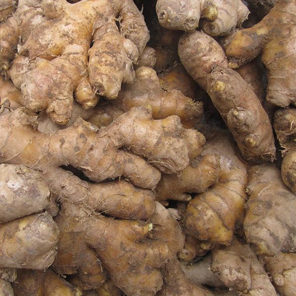 老姜农家姜土姜月子姜