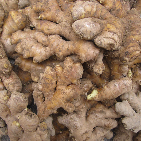 老姜农家姜土姜月子姜