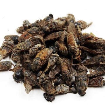 蜚虻牛虻牛蚊子牛苍蝇