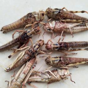 优质泡酒料云南野蚂蚱