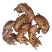 蝉衣知了皮蝉衣蝉退蜕蝉壳