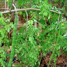 野生辣木叶茶正宗辣木叶