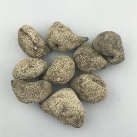 干货海参越南珍珠球参