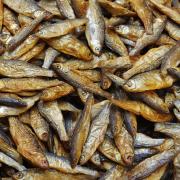 新鲜小鱼晒干鱼干火培鱼干