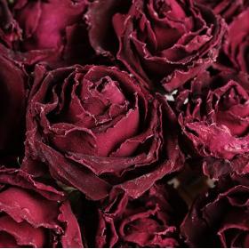 云南玫瑰花茶墨红玫瑰花冠