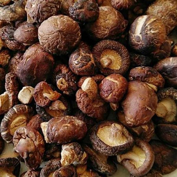 珍珠菇西藏野生袖珍菌