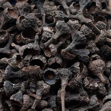 桂籽香料调味料桂子肉