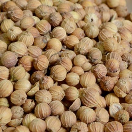 卤菜炖菜川菜用香菜籽