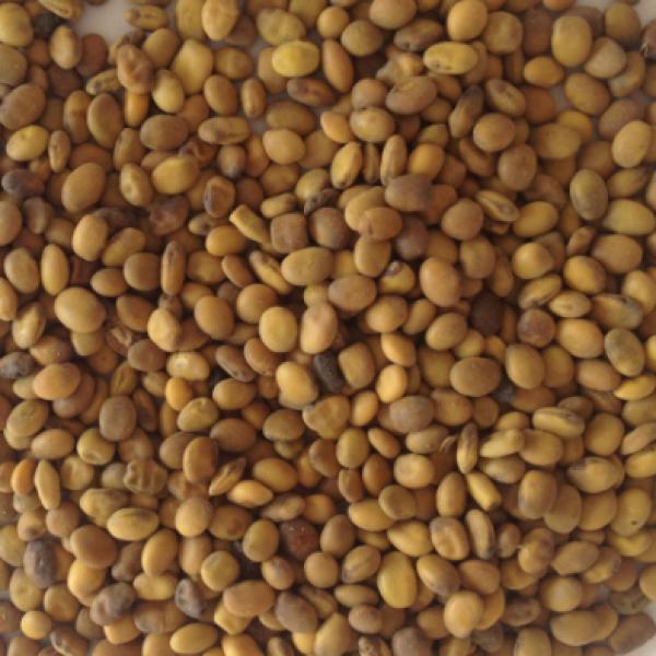 苦豆子新疆野生苦豆子