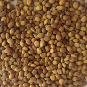 苦豆子新疆野生苦豆子