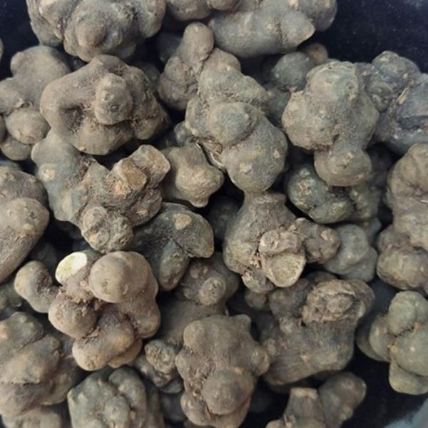 野延胡飞来牡丹夏天无