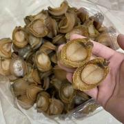 吉品鲍鱼名鲍鲍鱼大鲍鱼