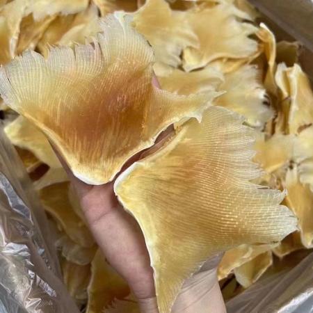海狗翅干农家鱼翅优质海鲜鱼翅