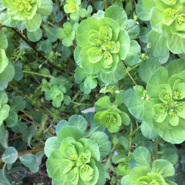 五凤草灯台草泽漆猫眼草