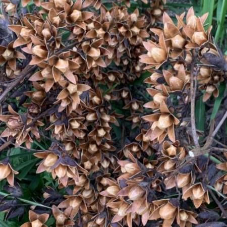 野生香椿子香椿果椿树子