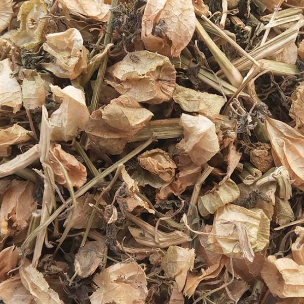 野生灯笼草酸浆草天泡草