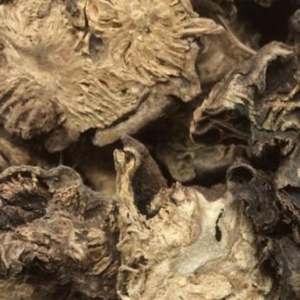 野生黑升麻鸡骨升麻 