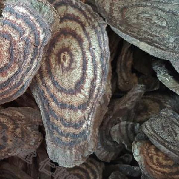 黑血藤黑骨藤黑风藤