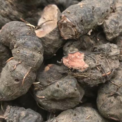 野生草血竭草河车拳参