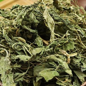 野生苦地丁紫花地丁草