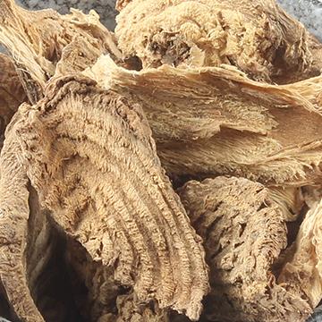 商陆野生见肿消章柳根