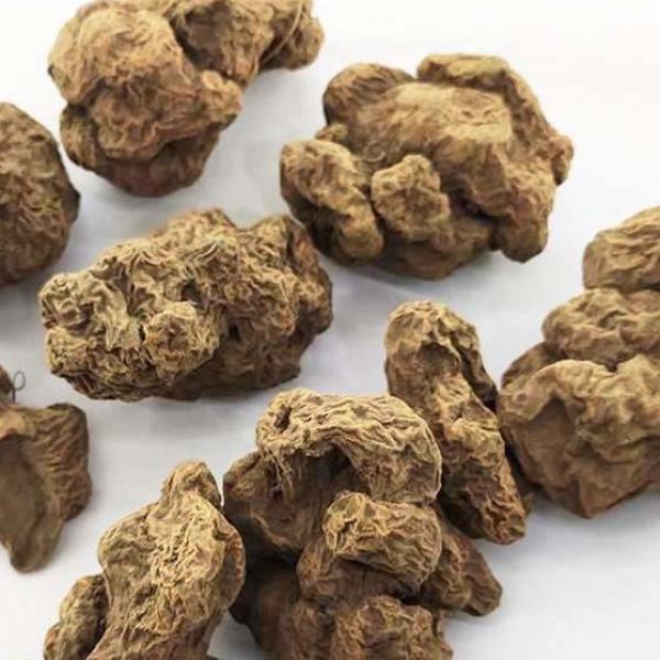 朱砂莲 牛血莲 躲蛇生