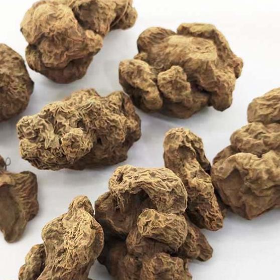 朱砂莲 牛血莲 躲蛇生