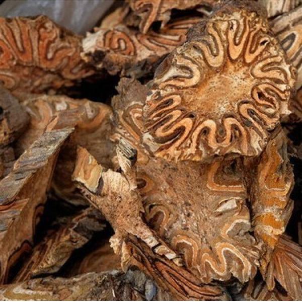 飞天擒罗飞天蠄蟧龙骨风