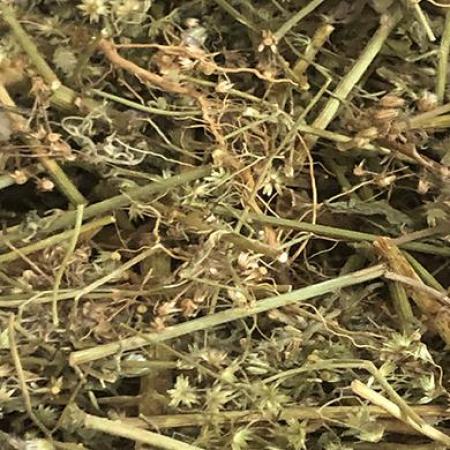 山虎寄色草搜山虎夜香牛