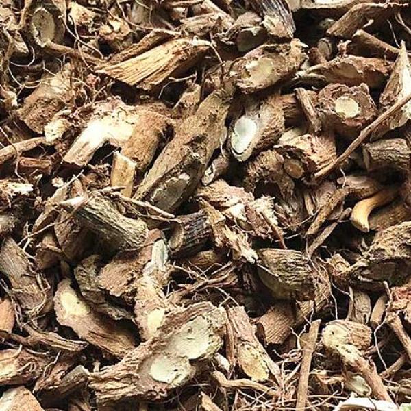 含羞草根红茎害羞草根