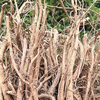 含羞草根红茎害羞草根