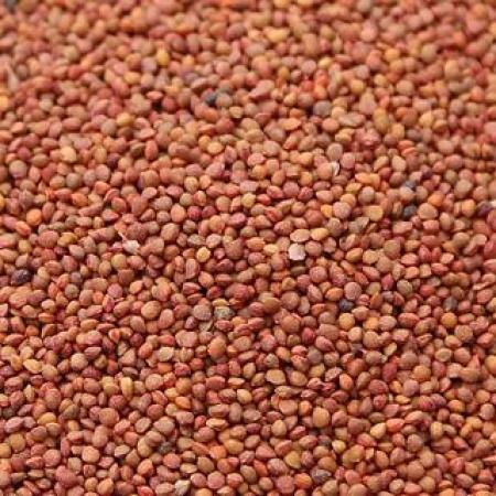 野生楮实子褚实子楮实籽